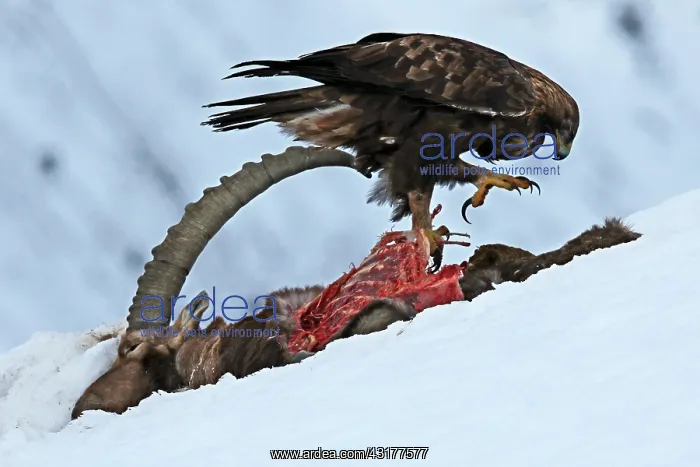 : Golden Eagle (Aquila chrysaetos) eating an Ibex : Golden Eagle (Aquila chrysaetos) eating an Ibex