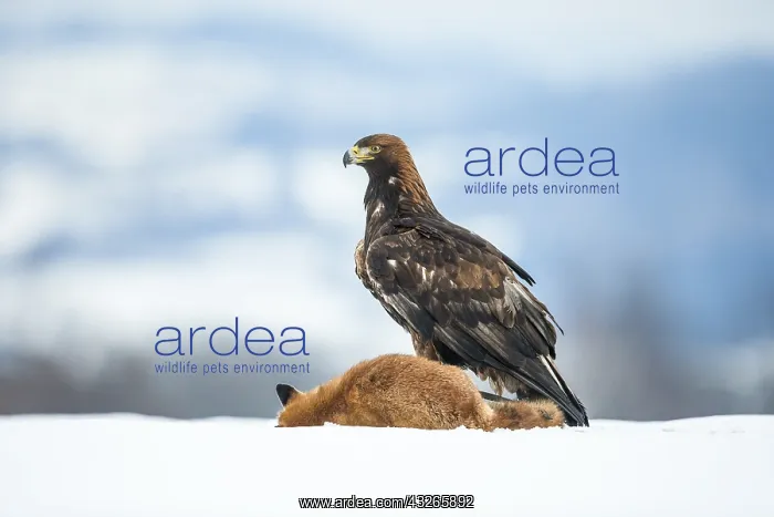 : Golden Eagle (Aquila chrysaetos) feeding on a E : Golden Eagle (Aquila chrysaetos) feeding on a E