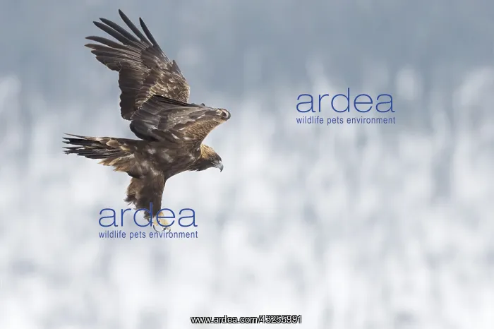 : Golden eagle (Aquila chrysaetos) in flight with : Golden eagle (Aquila chrysaetos) in flight with