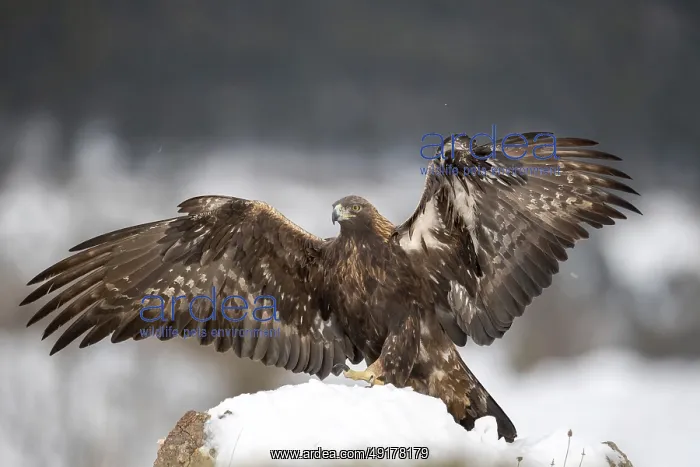 : Golden Eagle (Aquila chrysaetos), Madrid, Spain : Golden Eagle (Aquila chrysaetos), Madrid, Spain