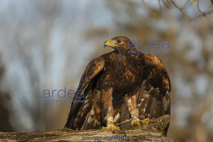 : One golden eagle (Aquila chrysaetos) sitting on a broken and rotting log with fall foliage in the background : One golden eagle (Aquila chrysaetos) sitting on a broken and rotting log with fall foliage in the background