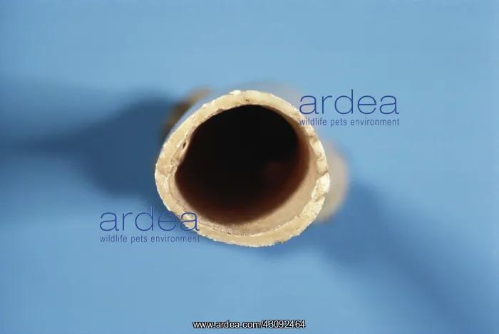 : Golden Eagle bone cross-section : Golden Eagle bone cross-section