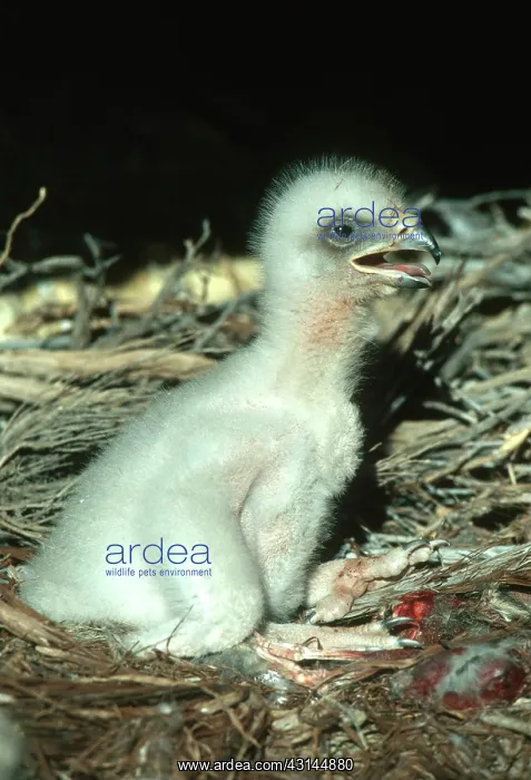 : Golden Eagle Chick : Golden Eagle Chick