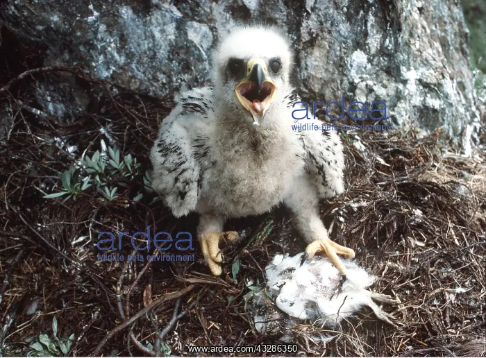 : GOLDEN EAGLE - chick, with dead Ptarmigan prey : GOLDEN EAGLE - chick, with dead Ptarmigan prey