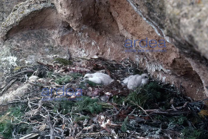 : Golden Eagle Chicks : Golden Eagle Chicks