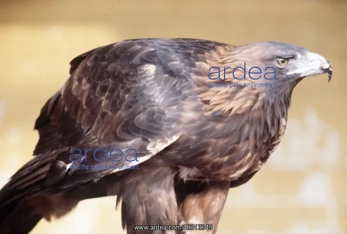 : GOLDEN EAGLE - close-up : GOLDEN EAGLE - close-up