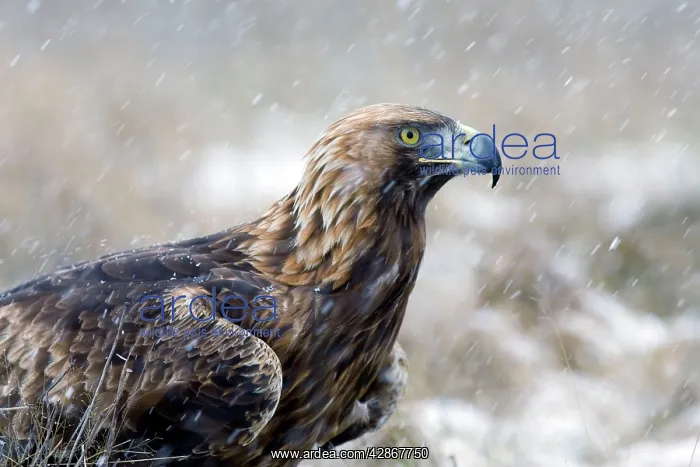: Golden Eagle - Close-up of bird in snow storm : Golden Eagle - Close-up of bird in snow storm