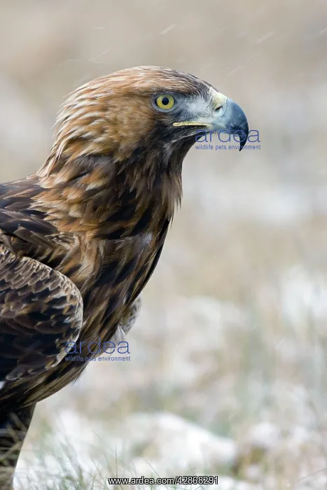 : Golden Eagle - Close-up of bird in snow storm : Golden Eagle - Close-up of bird in snow storm
