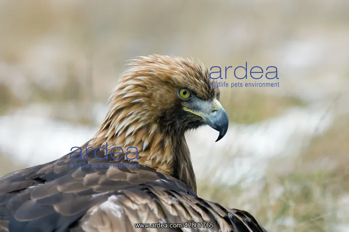 : Golden Eagle - Close-up of head : Golden Eagle - Close-up of head
