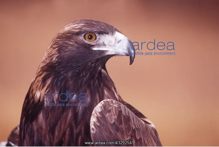 : GOLDEN EAGLE - close-up of head : GOLDEN EAGLE - close-up of head
