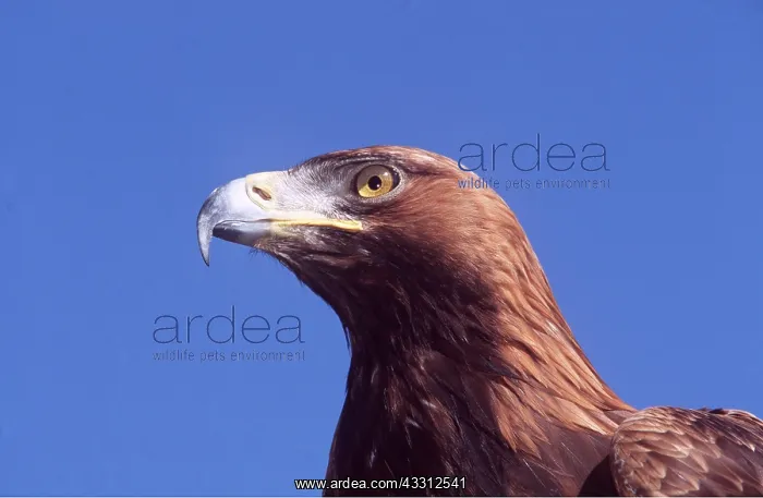 : GOLDEN EAGLE - close-up of head : GOLDEN EAGLE - close-up of head