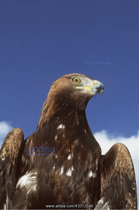 : GOLDEN EAGLE - close-up of head & shoulder : GOLDEN EAGLE - close-up of head & shoulder