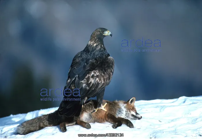 : GOLDEN EAGLE - with dead fox prey : GOLDEN EAGLE - with dead fox prey
