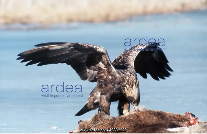 : GOLDEN EAGLE - Eating prey : GOLDEN EAGLE - Eating prey