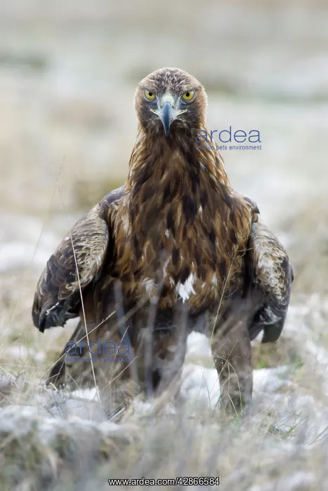 : Golden Eagle - Face on Image of eagle standing on the ground : Golden Eagle - Face on Image of eagle standing on the ground