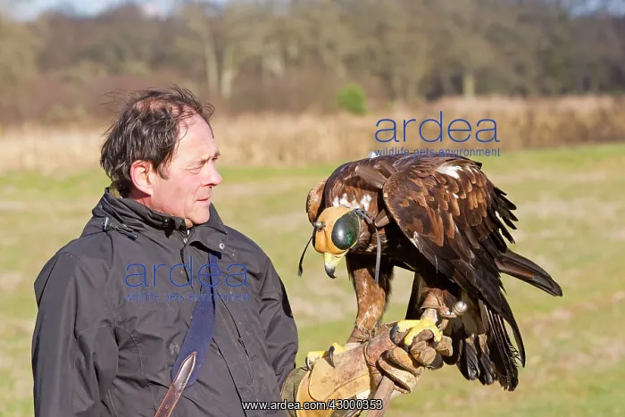 : Golden Eagle with falconer : Golden Eagle with falconer