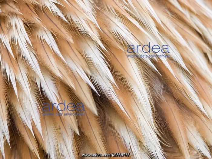 : Golden Eagle Feathers - Close up of nape feathers : Golden Eagle Feathers - Close up of nape feathers