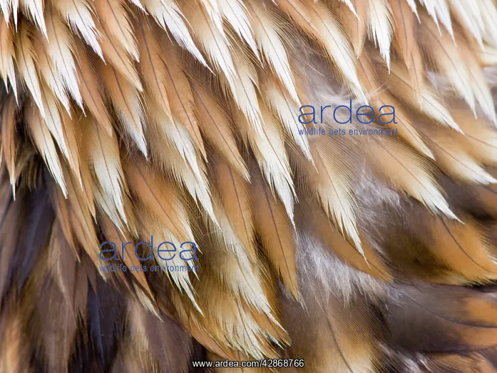 : Golden Eagle Feathers - Close up of nape feathers : Golden Eagle Feathers - Close up of nape feathers