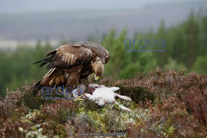 : Golden Eagle - feeding on hare : Golden Eagle - feeding on hare