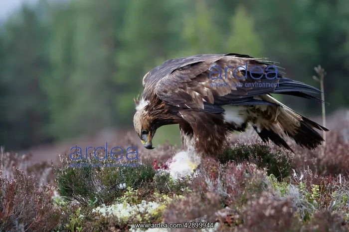 : Golden Eagle - feeding on hare : Golden Eagle - feeding on hare