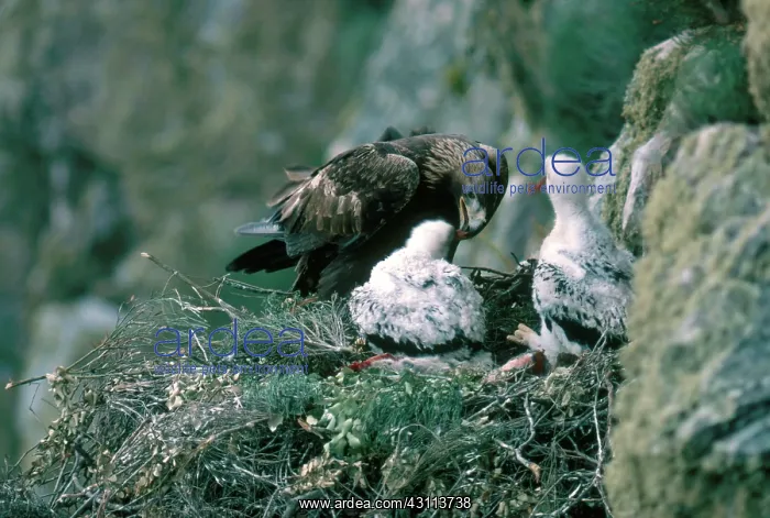 : Golden Eagle Feeds Chicks : Golden Eagle Feeds Chicks