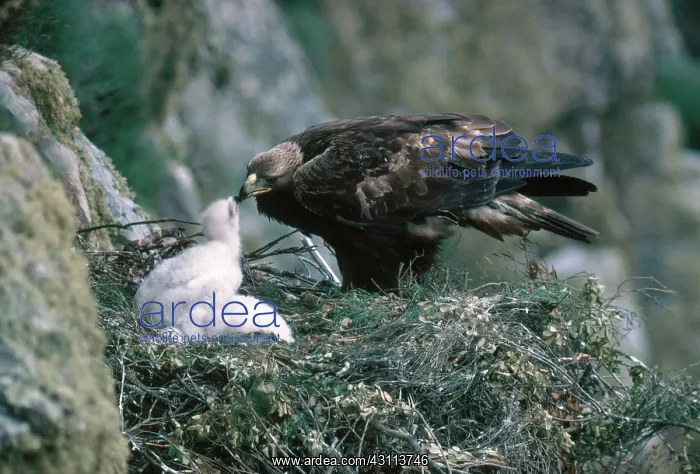 : Golden Eagle Feeds Chicks : Golden Eagle Feeds Chicks