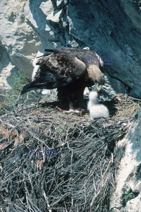 : Golden Eagle Feeds Chicks : Golden Eagle Feeds Chicks