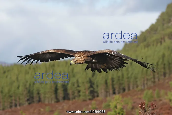 : Golden Eagle - in flight : Golden Eagle - in flight