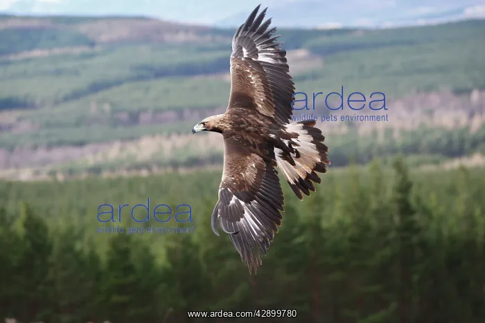 : Golden Eagle - in flight : Golden Eagle - in flight