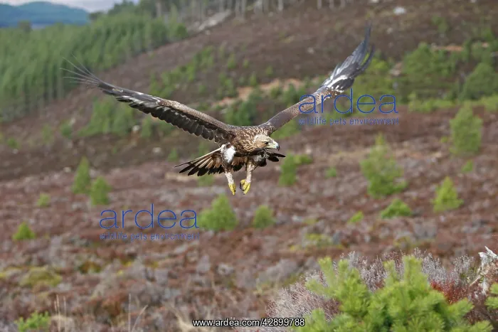 : Golden Eagle - in flight : Golden Eagle - in flight