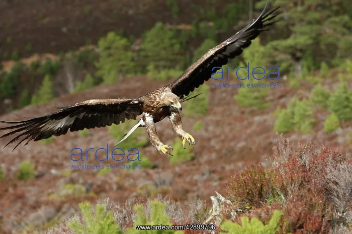 : Golden Eagle - in flight : Golden Eagle - in flight