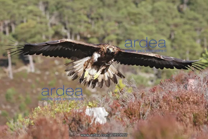 : Golden Eagle - in flight : Golden Eagle - in flight
