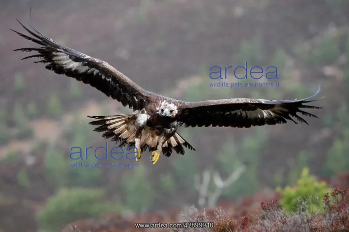 : Golden Eagle - in flight : Golden Eagle - in flight