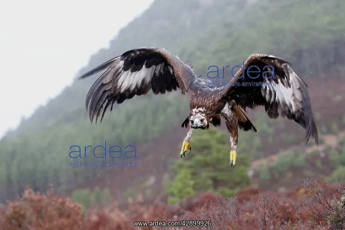 : Golden Eagle - in flight : Golden Eagle - in flight