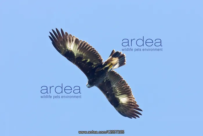 : Golden Eagle - in flight : Golden Eagle - in flight