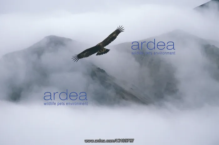 : Golden Eagle in flight : Golden Eagle in flight