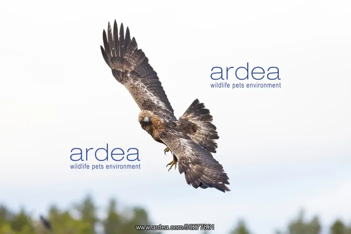 : Golden Eagle flight : Golden Eagle flight