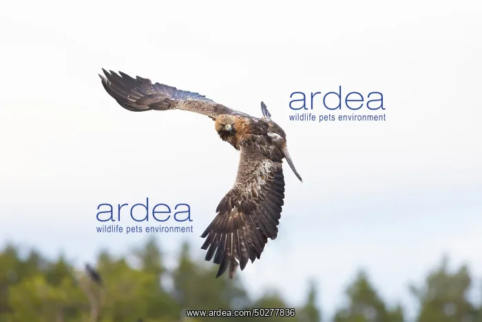 : Golden Eagle flight : Golden Eagle flight
