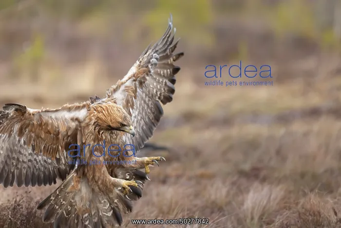 : Golden Eagle flight : Golden Eagle flight