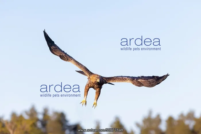 : Golden Eagle flight : Golden Eagle flight