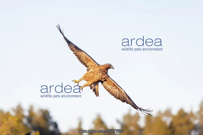 : Golden Eagle flight : Golden Eagle flight