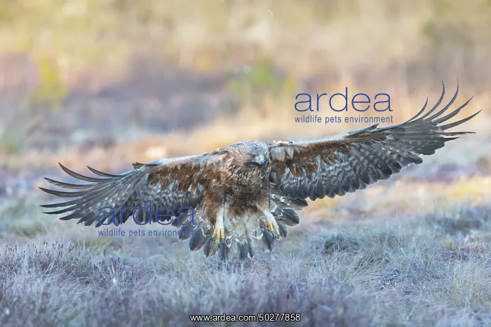 : Golden Eagle flight : Golden Eagle flight