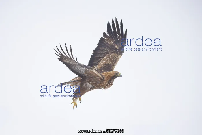 : Golden Eagle flight : Golden Eagle flight