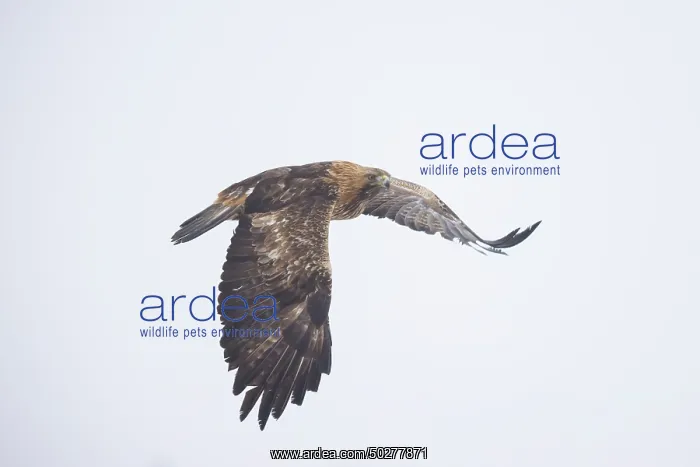 : Golden Eagle flight : Golden Eagle flight