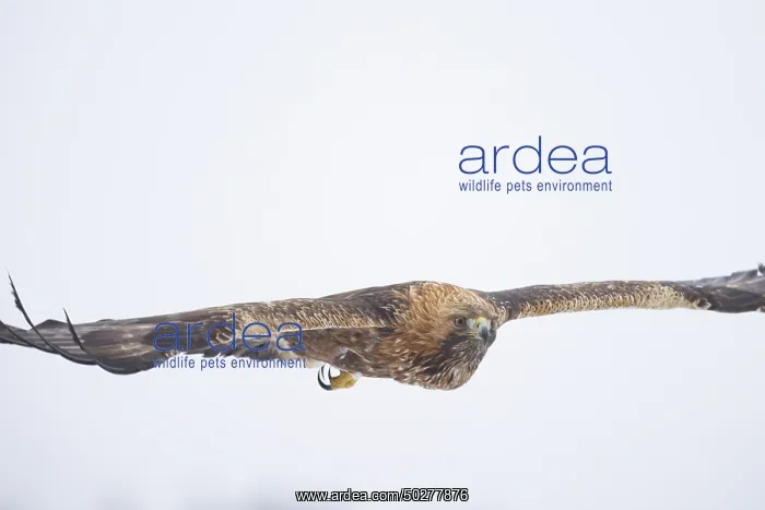 : Golden Eagle flight : Golden Eagle flight