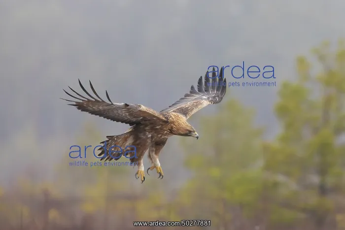 : Golden Eagle flight : Golden Eagle flight