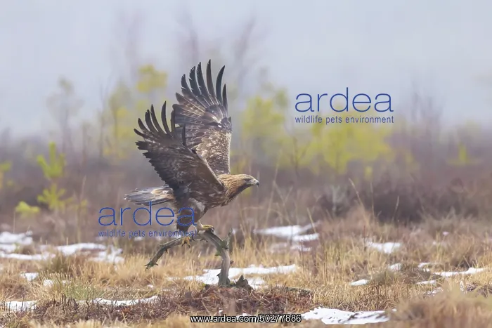 : Golden Eagle flight : Golden Eagle flight