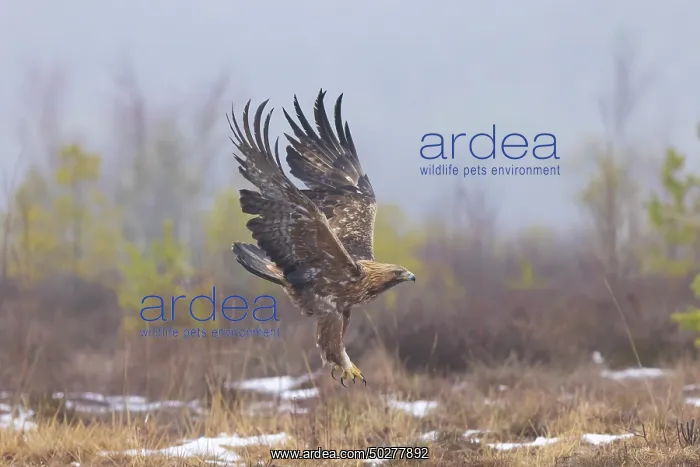 : Golden Eagle flight : Golden Eagle flight