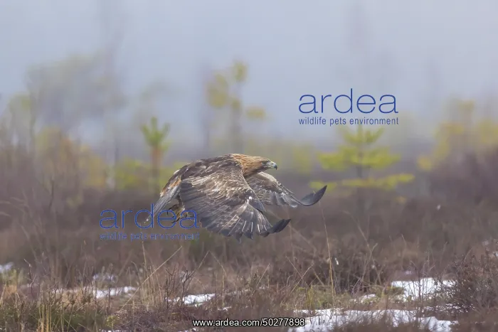 : Golden Eagle flight : Golden Eagle flight