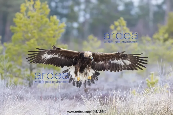: Golden Eagle flight : Golden Eagle flight